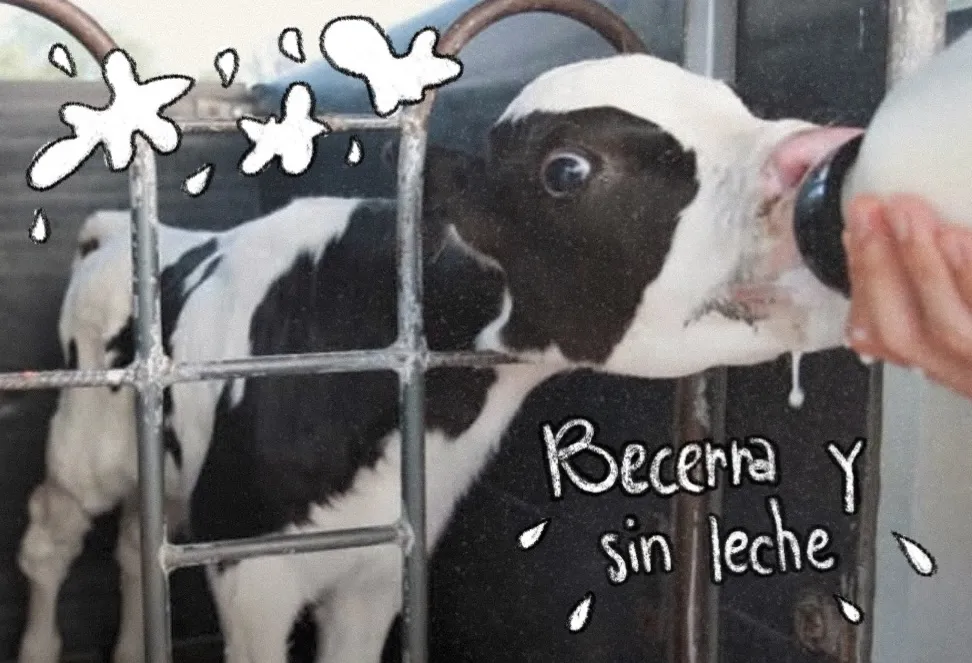 leche
